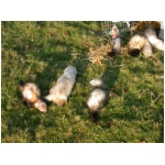 dscn4282.html