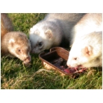 dscn4288.html