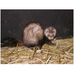 dscn4377.html