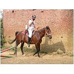 trot-licol.html
