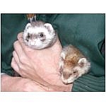 Dixi-khali1.html