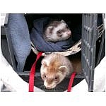 furet-aux-etages.html
