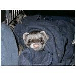 furet-frileux2.html