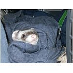 furet-frileux.html